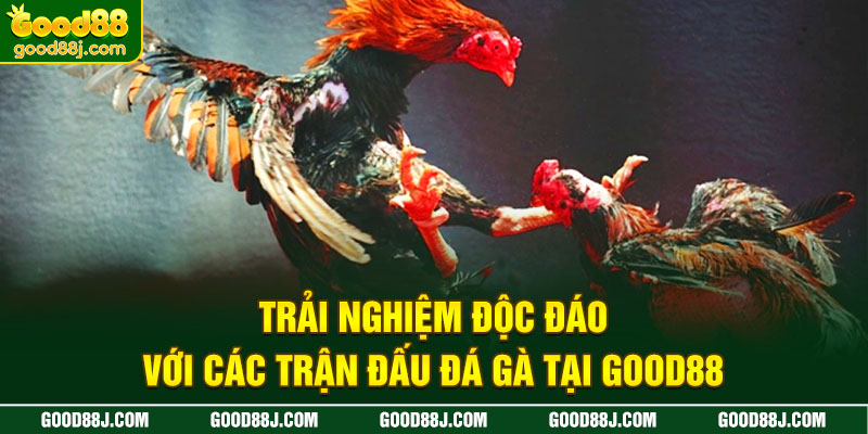 trai-nghiem-doc-dao-voi-cac-tran-dau-da-ga-tai-good88