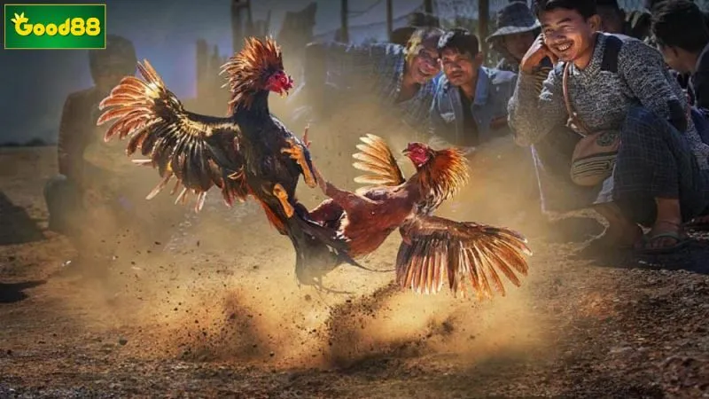 Lý do đá gà trực tuyến thu hút người chơi lựa chọn đông đảo Lý do đá gà trực tuyến thu hút người chơi lựa chọn đông đảo
