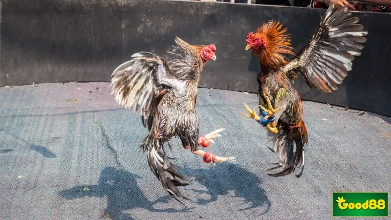 Những hình thức đá gà phổ biến nhất hiện nay tại cổng game trực tuyến Những hình thức đá gà phổ biến nhất hiện nay tại cổng game trực tuyến