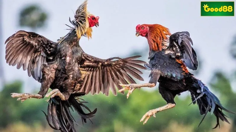 Quy trình một trận đá gà diễn ra tại cổng game trực tuyến Quy trình một trận đá gà diễn ra tại cổng game trực tuyến